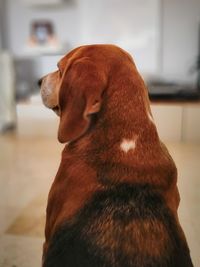 Close-up of dog looking away at home