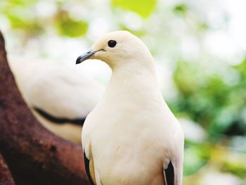 Close-up of seagull perching on tree