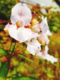 Close-up of white cherry blossom