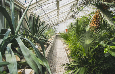 Plants growing in greenhouse