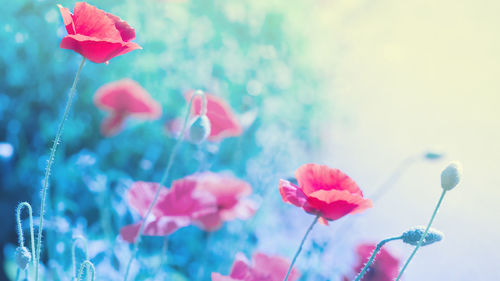 Close-up of pink flowering plants