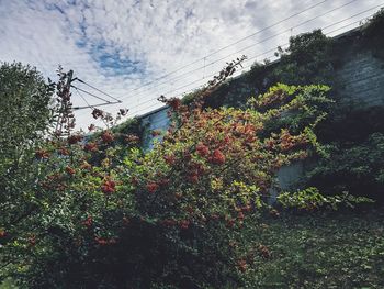 Low angle view of flowering plants against sky