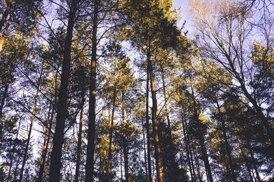 Low angle view of pine trees in forest