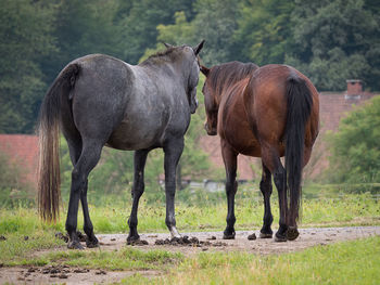 Horses standing in a field