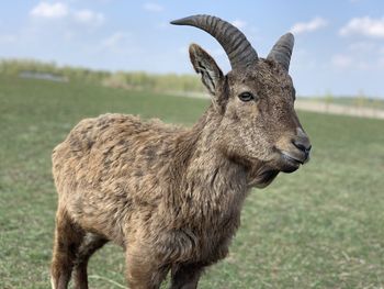 Portrait of west caucasian tur or capra cylindricornis in zoo