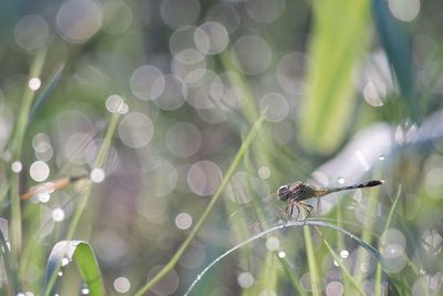 Close-up of insect on plant