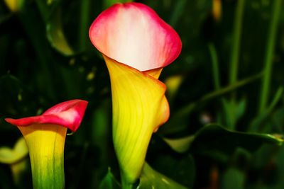 Close-up of day lily blooming outdoors