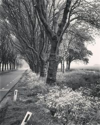 Bare trees along road