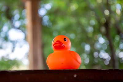 Cute rubber duck game bird for bath, for kids and for dogs and pets, close-up of bird in cage