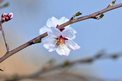 Low angle view of apple blossoms in spring