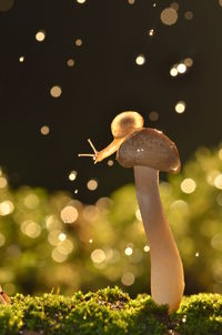 Close-up of illuminated star at night