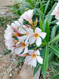 Close-up of white flowers blooming outdoors