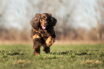 View of dog running on grass