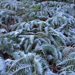 Snow covered trees