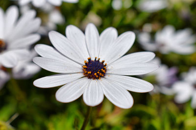 Close-up of white flower