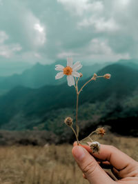 Close-up of hand holding flowering plant