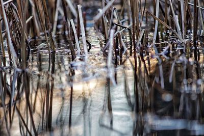 Reflection of trees in water