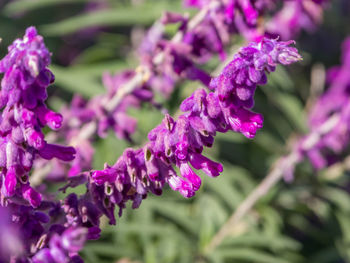 Close-up of purple flowering plant