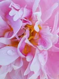 Close-up of pink rose flower
