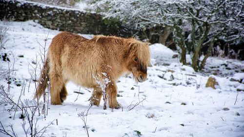 Shetland pony standing on snow covered field