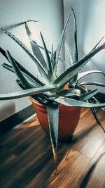 Close-up of succulent plant on table