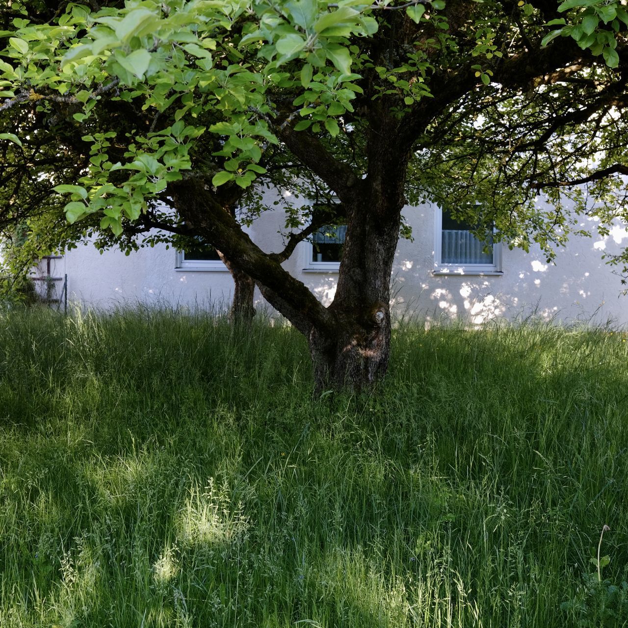 TREE ON FIELD