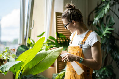 Woman gardener in orange overalls spraying banana palm houseplant, moisturizes leaves. defocused.