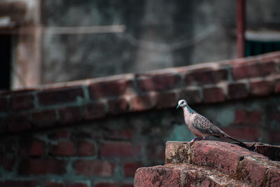 Bird perching on retaining wall