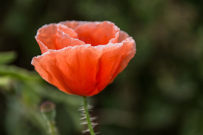 Close-up of red rose