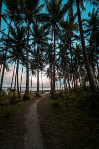 Palm trees on beach against sky