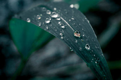 Close-up of water drops on leaf