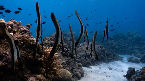View of fish swimming in sea