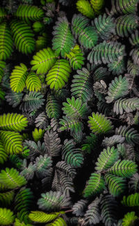 Full frame shot of plants