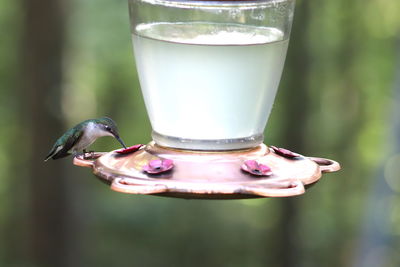 Close-up of bird in glass