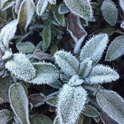 winter