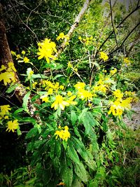 View of yellow flowers