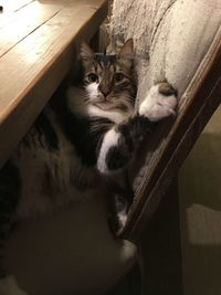 Cat relaxing on tiled floor