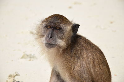 Portrait of monkey