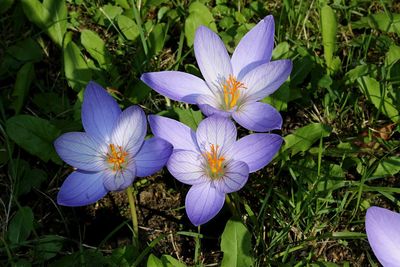 Close-up of purple crocus blooming outdoors