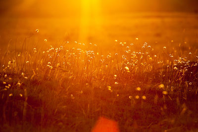 Flowering plants growing on field during sunset