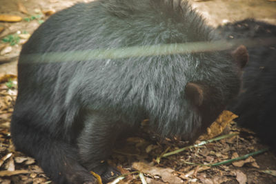 High angle view of monkey on field