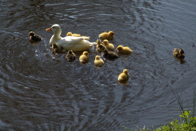 High angle view of swans swimming in lake