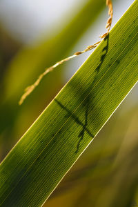 Close-up of fresh green leaf