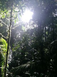 Low angle view of trees in forest