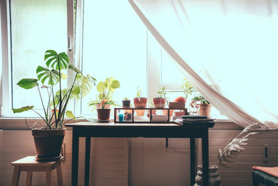 Houseplants on table by window at home