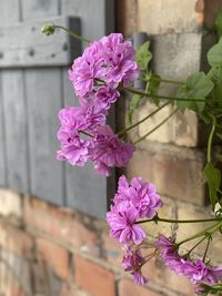 Close-up of pink flowering plant