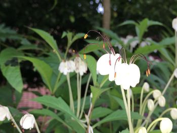 Close-up of white flowers blooming outdoors