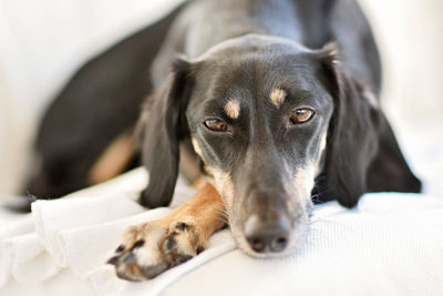 Close-up portrait of a dog