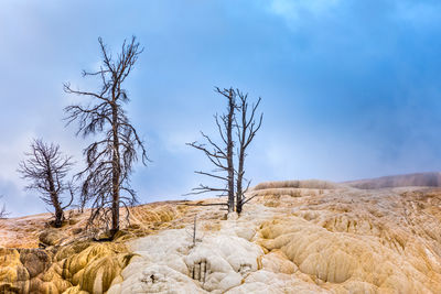 Bare trees on rocky land against sky