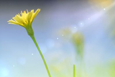 Close-up of yellow flower against sky